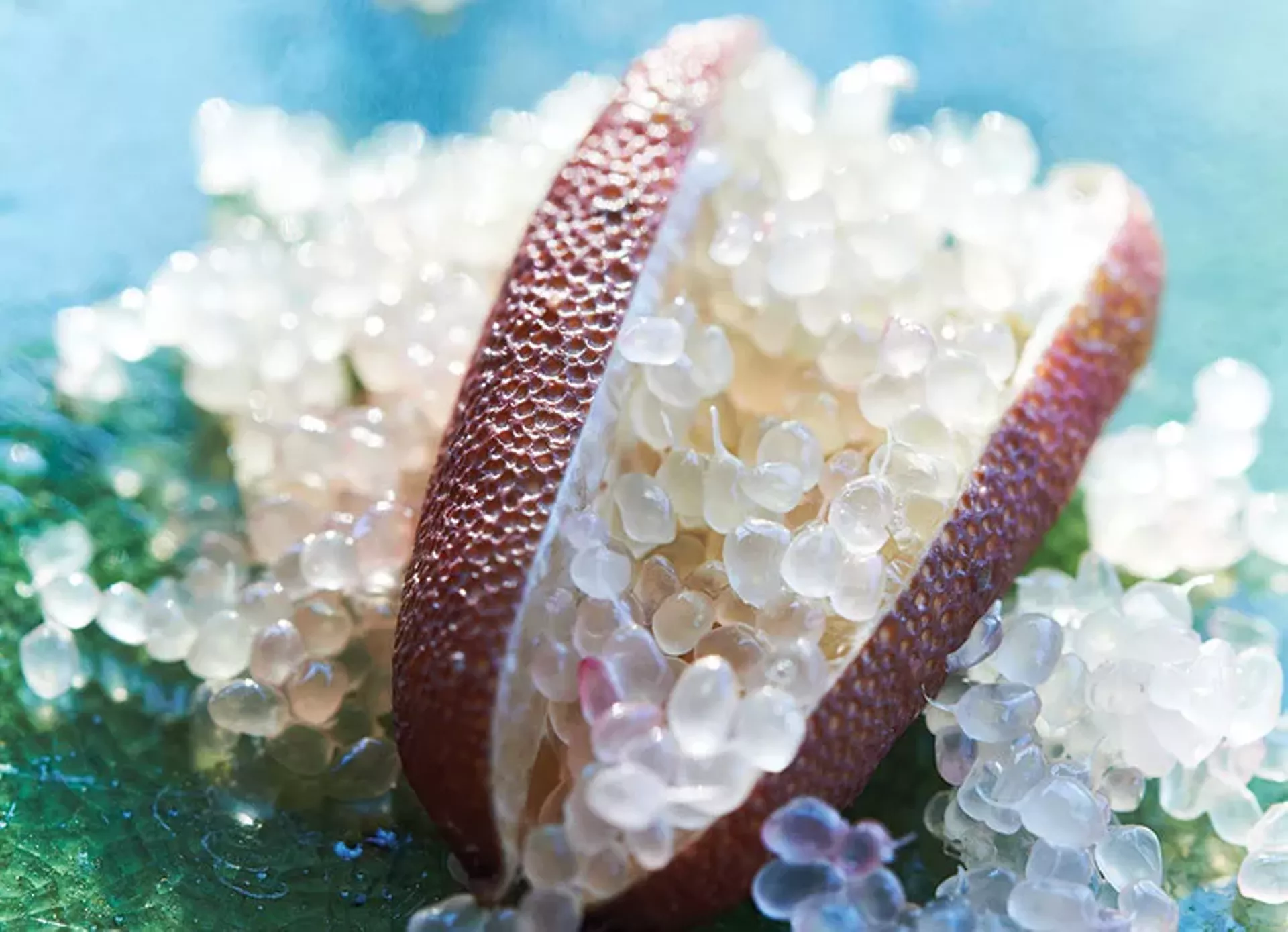 What are finger limes?